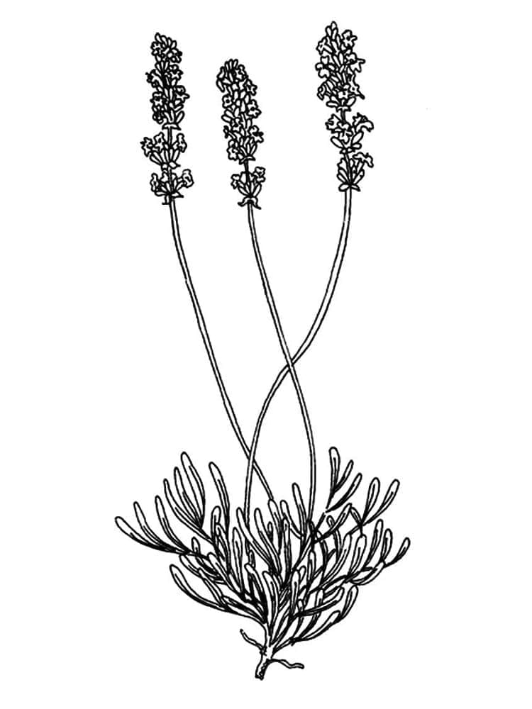 Nyomtatható Ingyenes Levendula