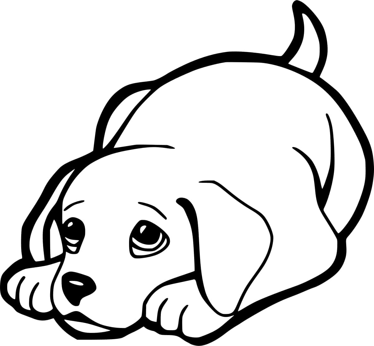 Cuki kis Golden Retriever