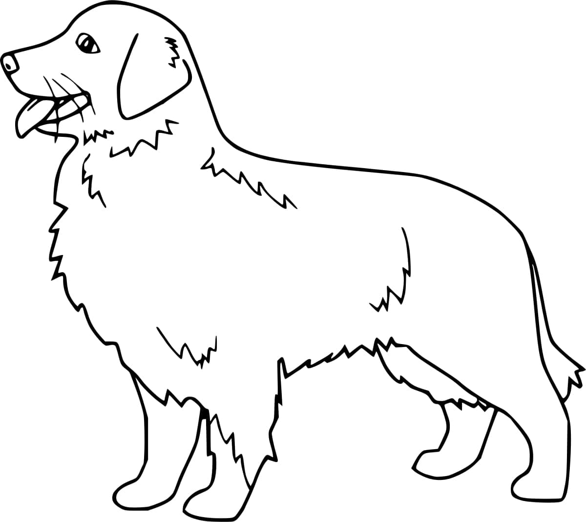 Egyszerű Golden Retriever