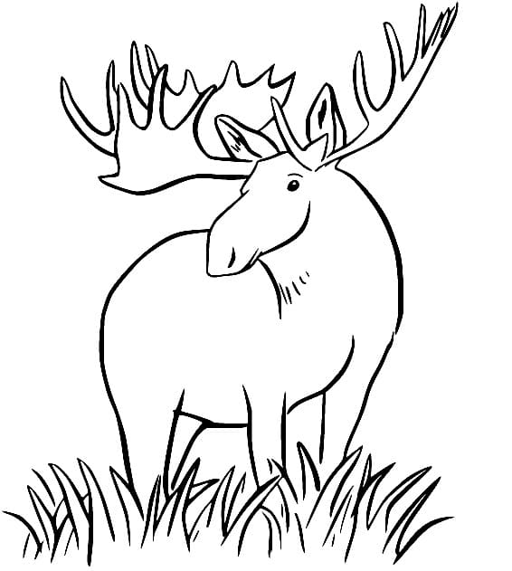 Füvön Jávorszarvas