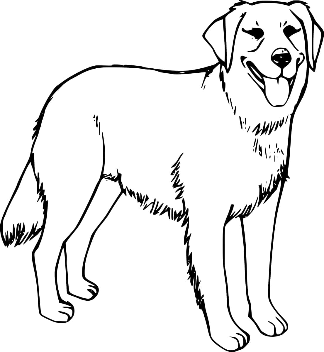 Golden Retriever kutya