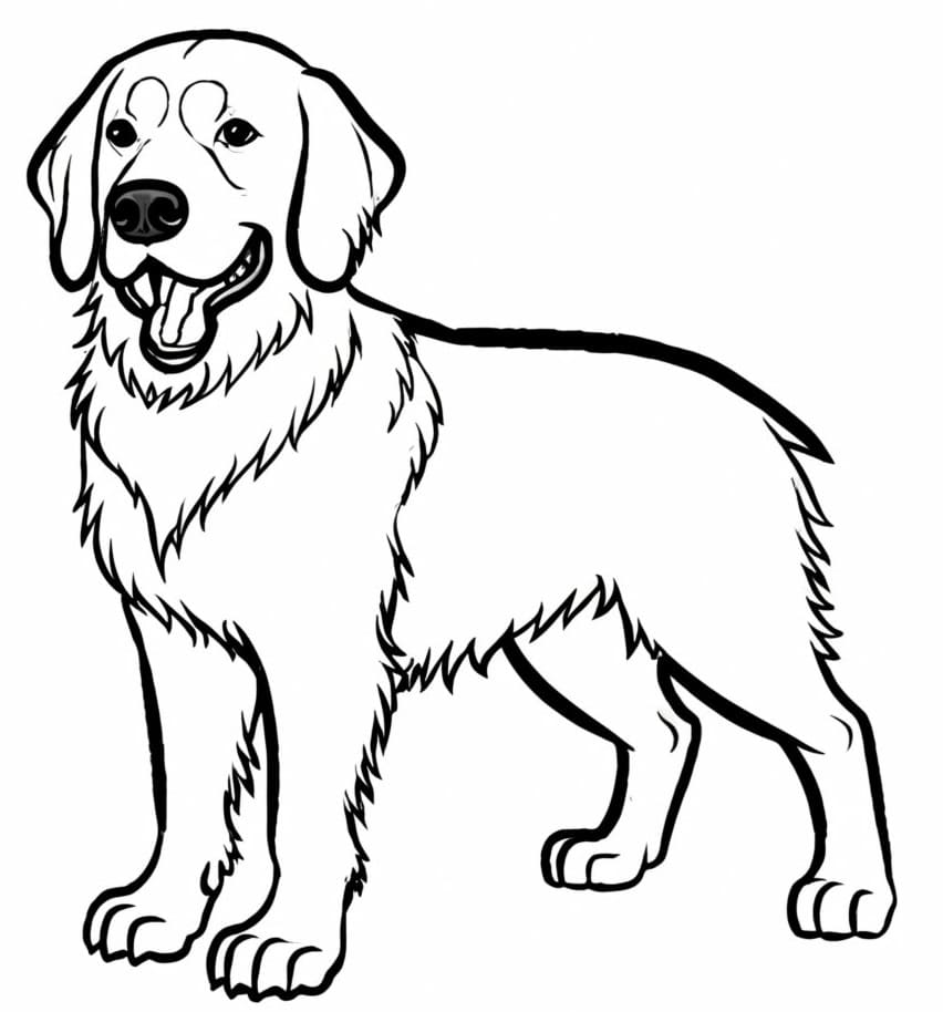 Golden Retriever nyomtatható