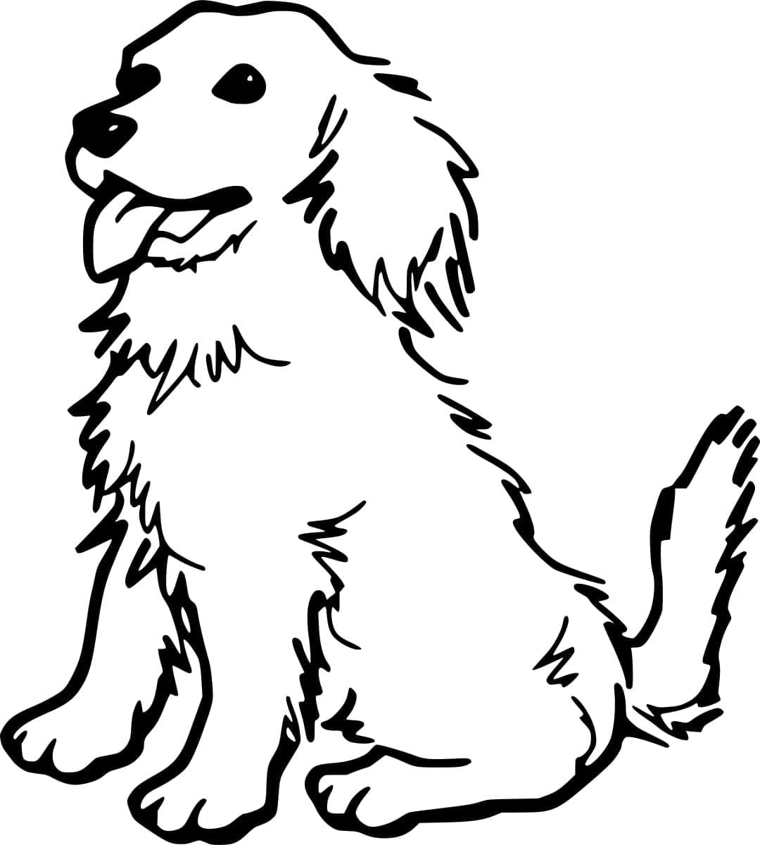 Kis Golden Retriever