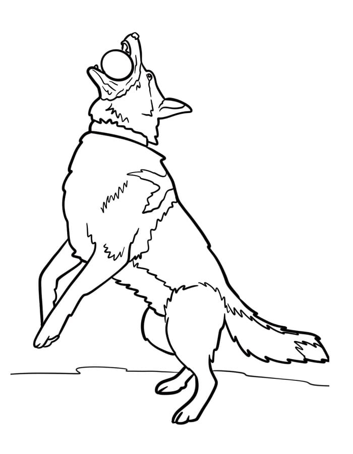 Lenyűgöző Németjuhász