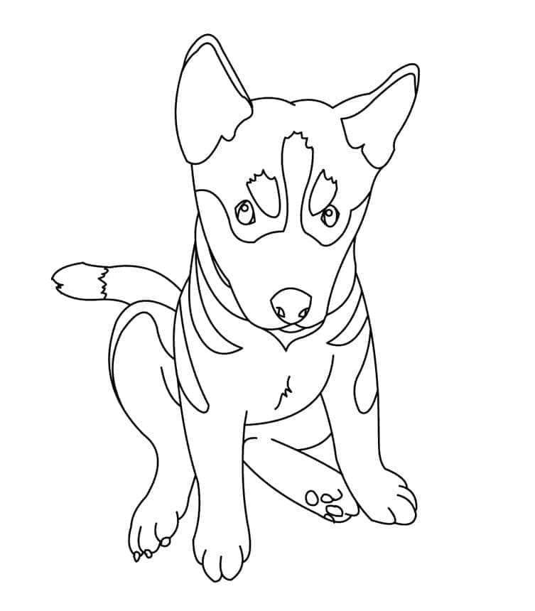 Németjuhász Kölyök