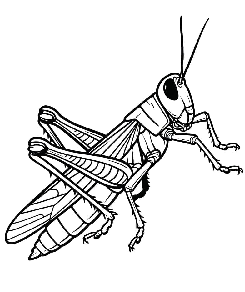 Nyomtatható Szöcske Gyerekeknek