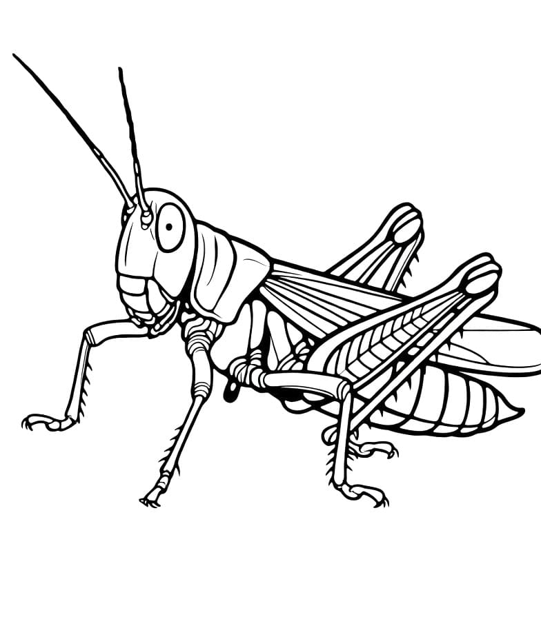 Nyomtatható Szöcske Kép