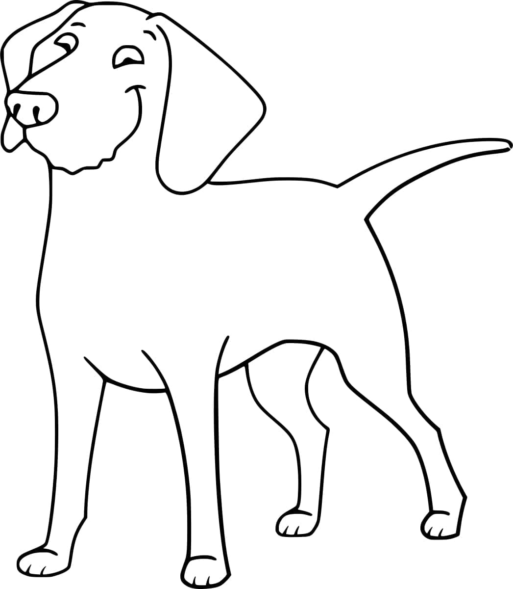 Rajzolt Golden Retriever