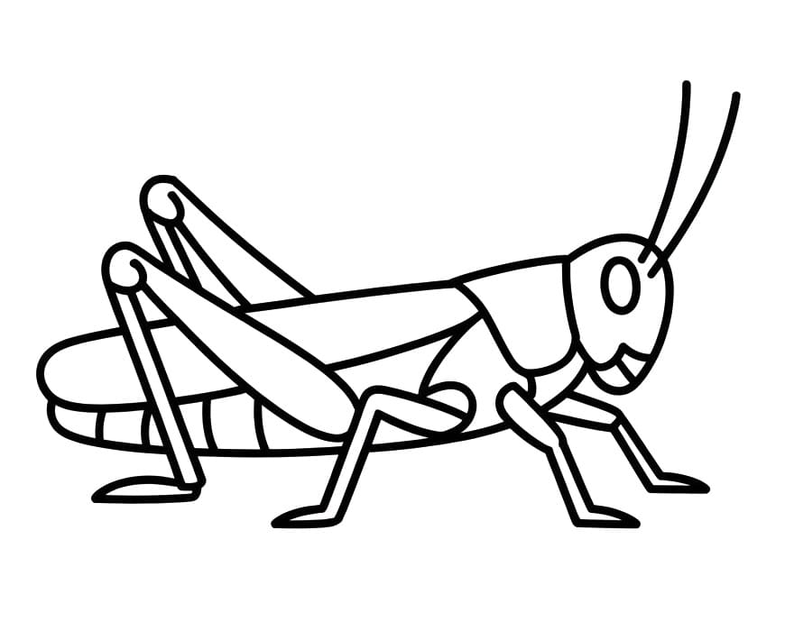 Szöcske Gyerekeknek