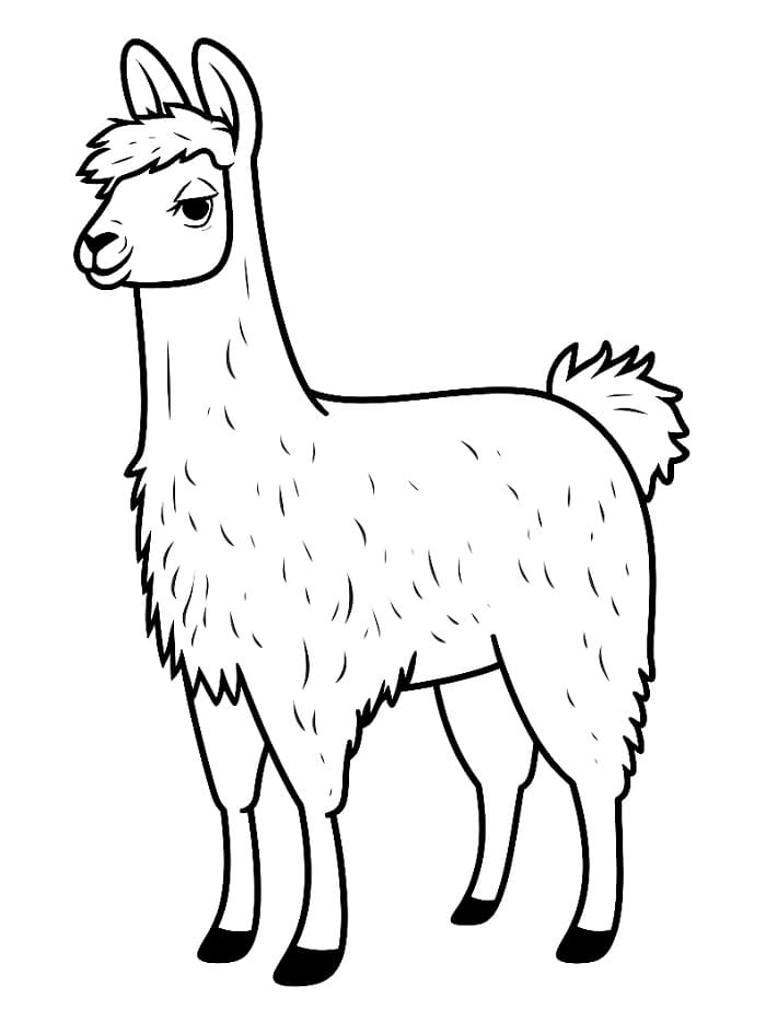 Láma Nyomtatásra