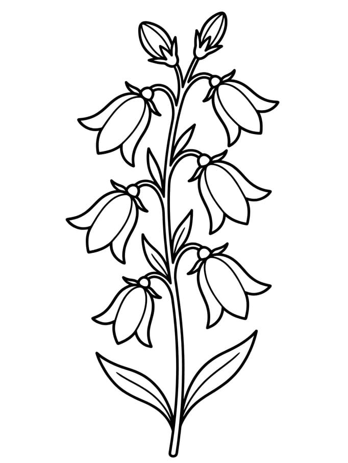 Csodálatos Harangvirág