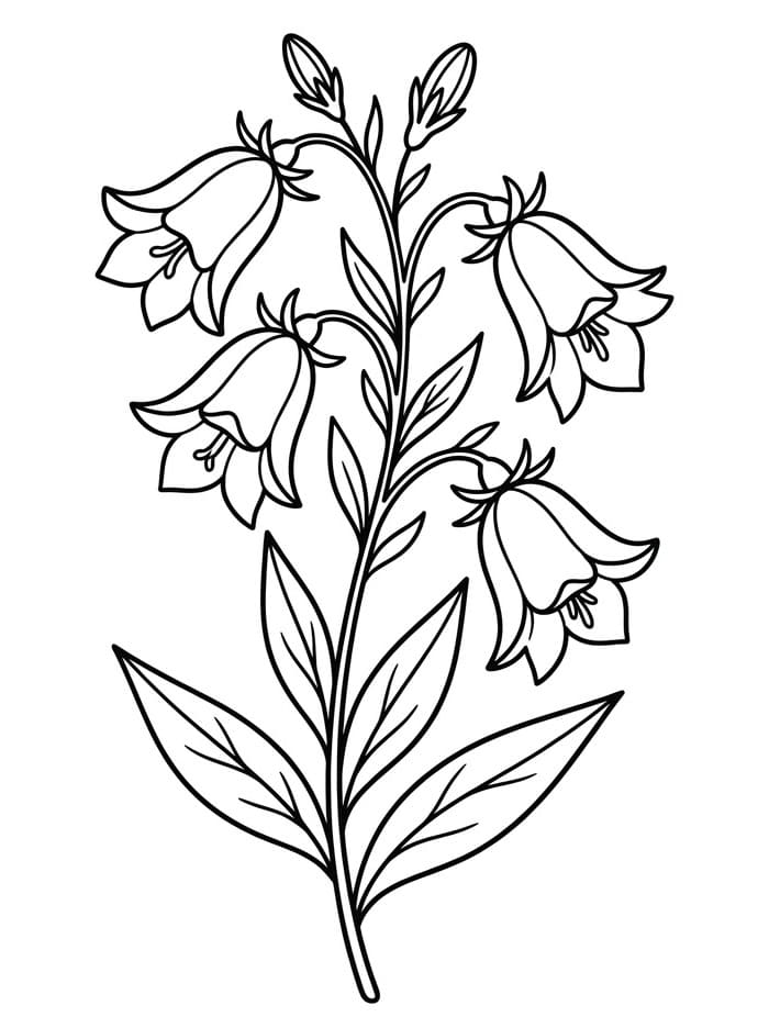 Harangvirág színező