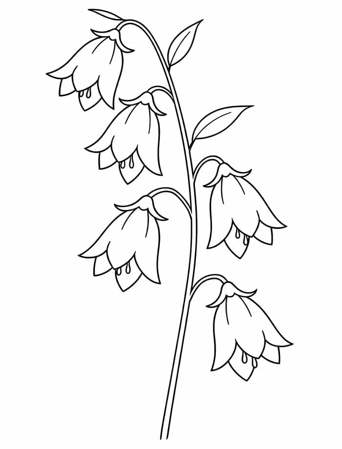 Elragadó Harangvirág