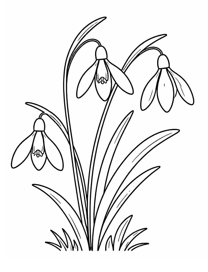 Gyönyörű Hóvirág