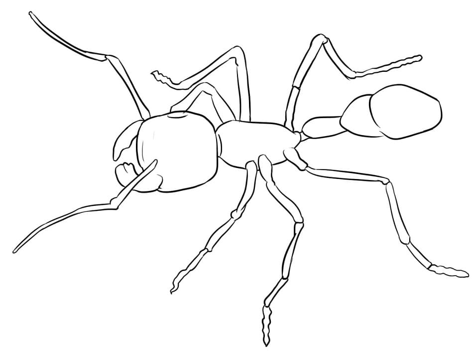 Hangya Nyomtatható Gyerekeknek