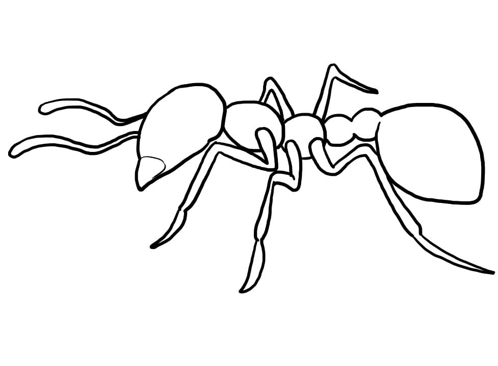 Hangya Nyomtatható Kép