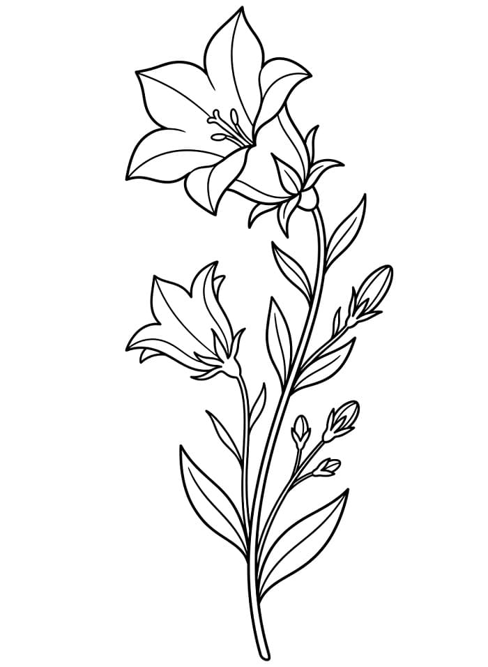 Harangvirág Ajándékba