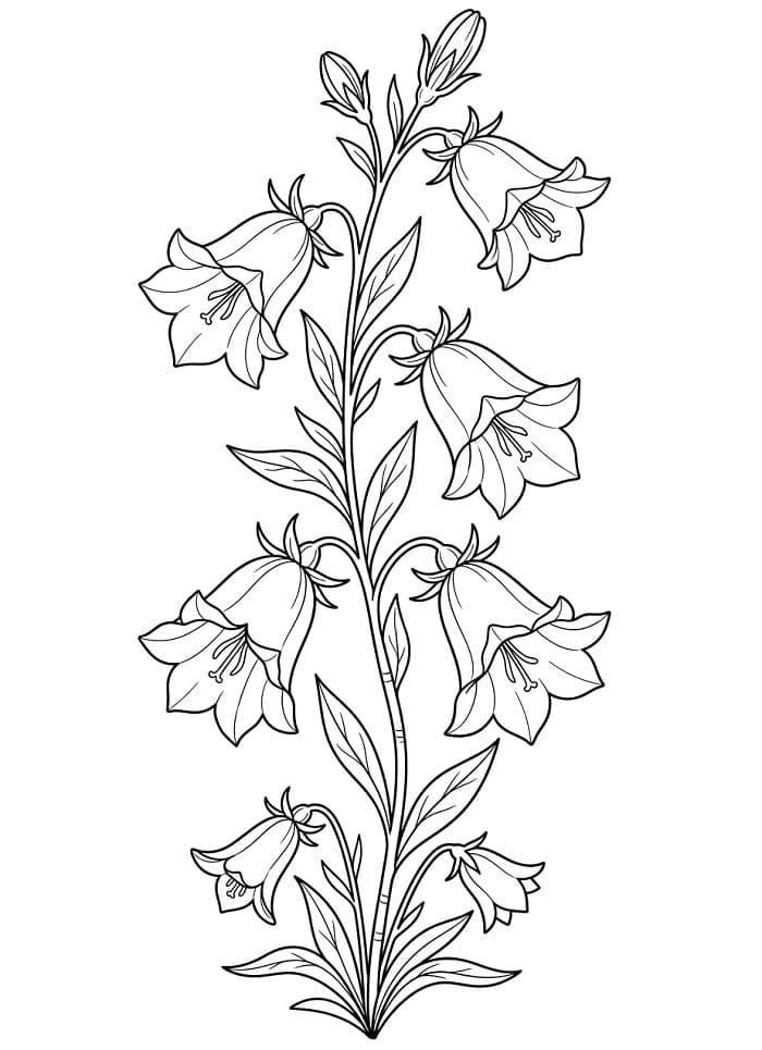 Harangvirág Ingyenes