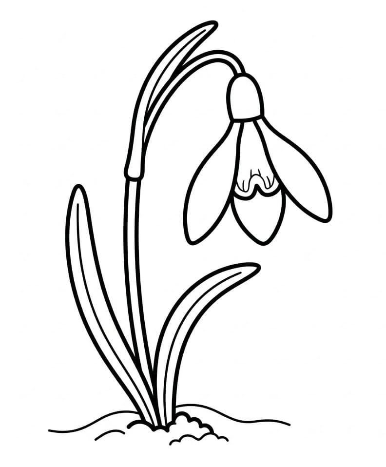 Hóvirág Ingyenes Kép