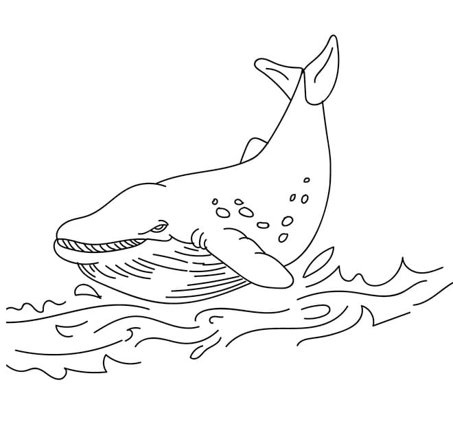 Ingyenes Bálna Kép