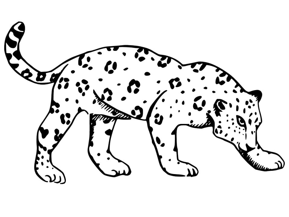 Jaguár nyomtatásra