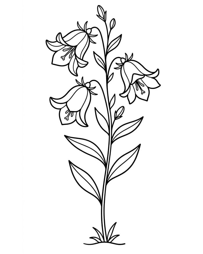 Könnyű Harangvirág