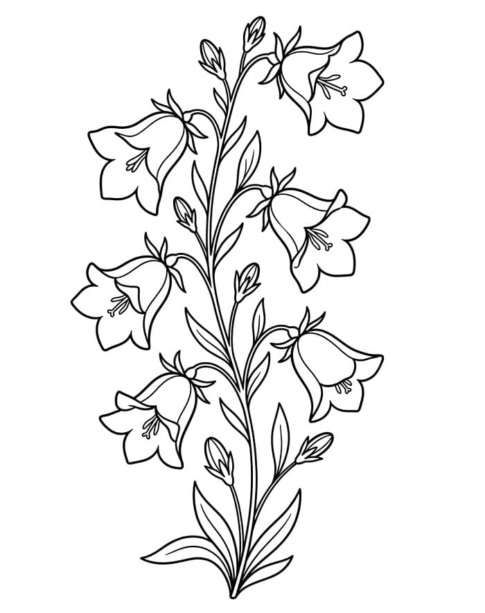 Normál Harangvirág