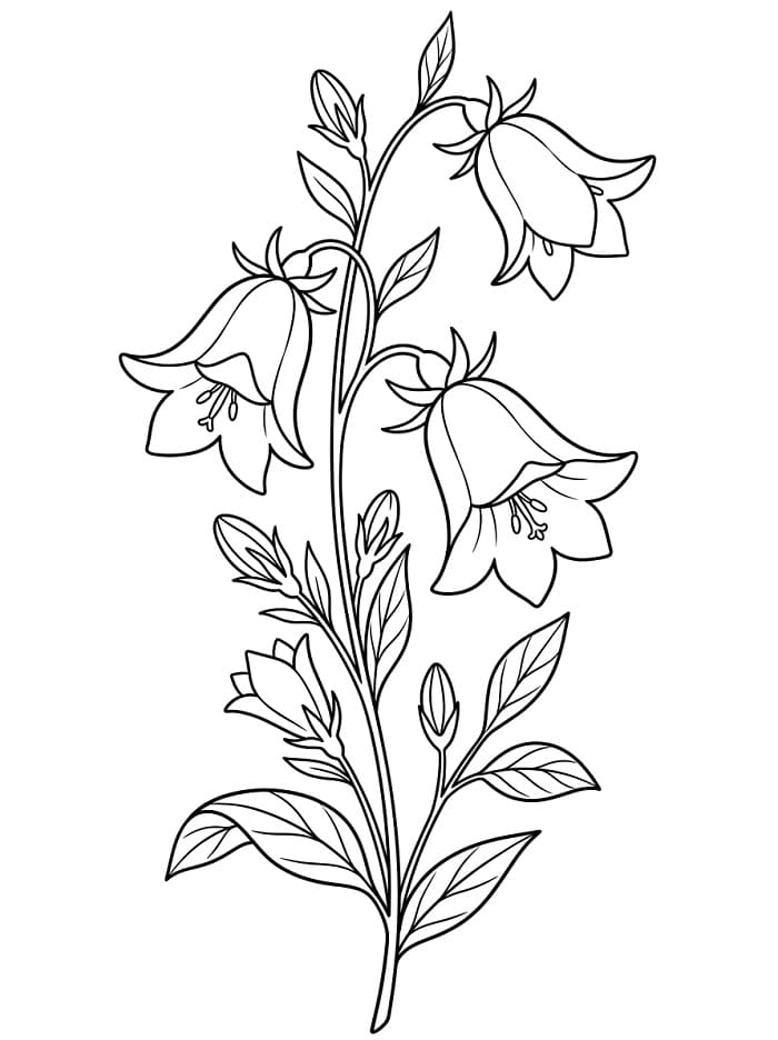 Nyomtat Harangvirág