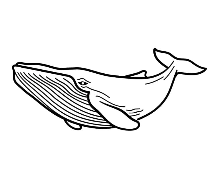 Nyomtatható Bálna
