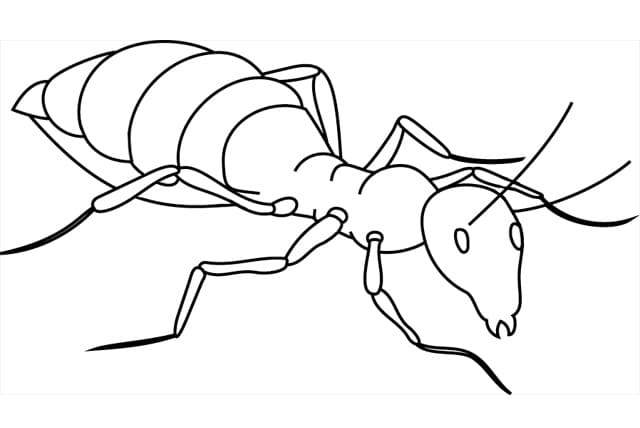 Nyomtatható Hangya Ajándékba