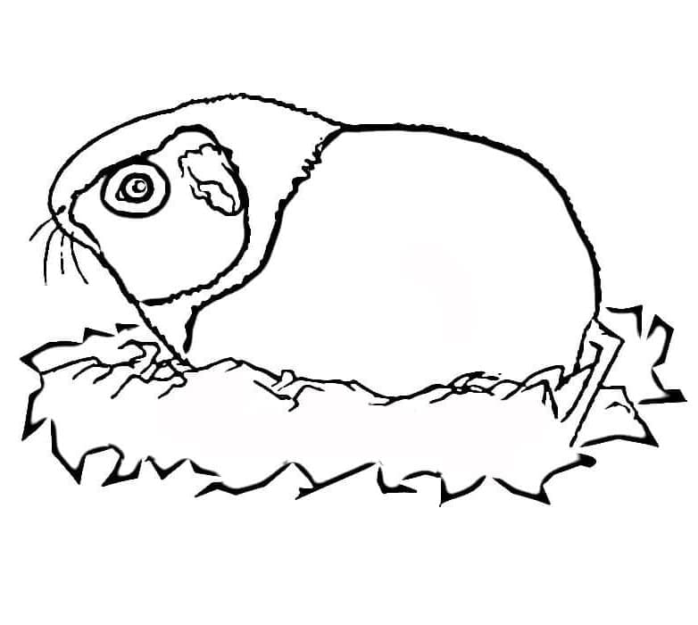 Nyomtatható Ingyenes Tengerimalac