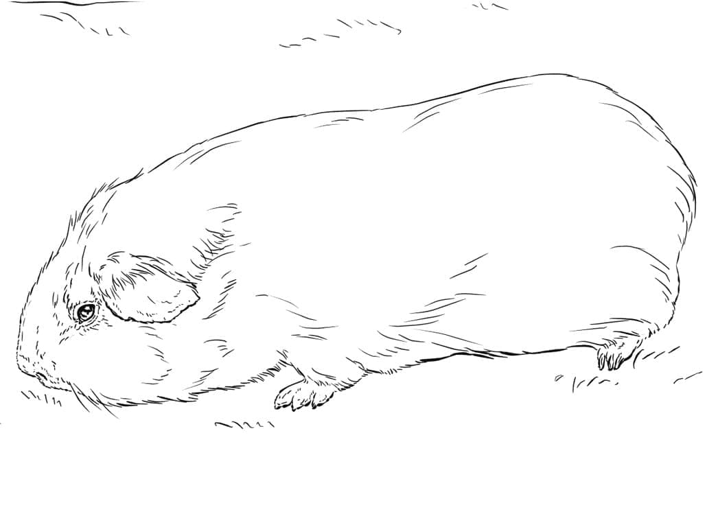 Tengerimalac 2 Éves Gyerekeknek