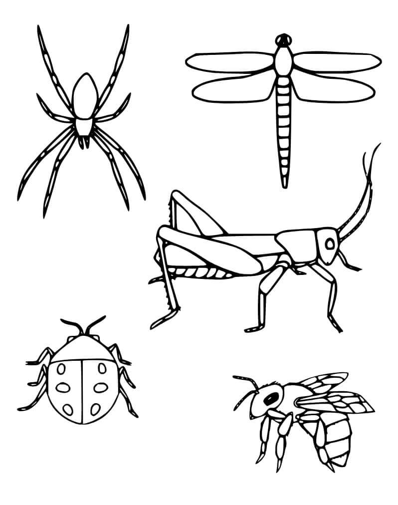 Rovarok 5 éves gyerekeknek
